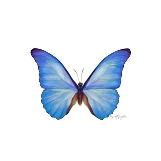 butterfly.channel2