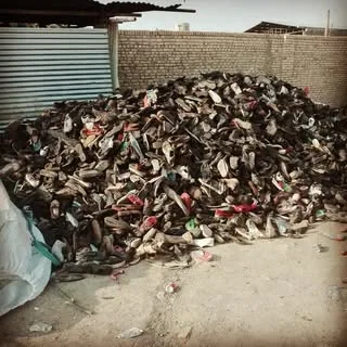 zayeaat_iran